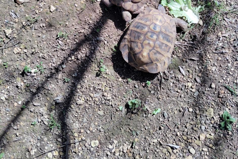 Vermisstmeldung Schildkröte Männliche , 2025 jahre Niort Frankreich