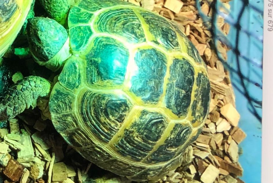 Vermisstmeldung Schildkröte Weiblich , 2025 jahre Châtellerault Frankreich Vermisstmeldung Schildkröte Weiblich , 2025 jahre Châtellerault Frankreich
