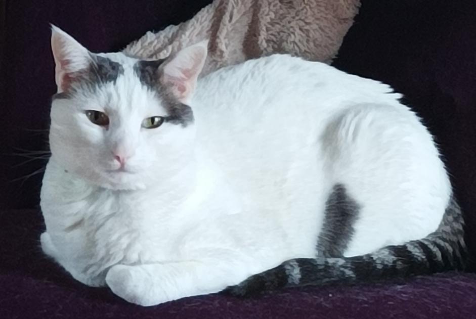 Disappearance alert Cat miscegenation Male , 4 years Saintes France Disappearance alert Cat miscegenation Male , 4 years Saintes France