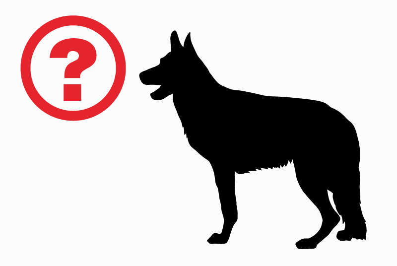 Alerta descoberta Cão  Desconhecido Lissac-et-Mouret France
