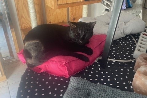 Avviso scomparsa Gatto Maschio , 2 anni Corcoué-sur-Logne Francia Avviso scomparsa Gatto Maschio , 2 anni Corcoué-sur-Logne Francia