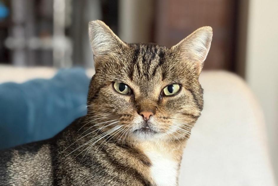 Alerta desaparecimento Gato Macho , 5 anos Saint-Herblain France