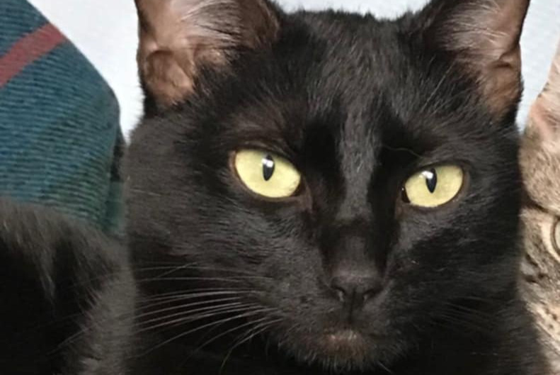 Alerta desaparecimento Gato Macho , 2 anos Sartrouville France