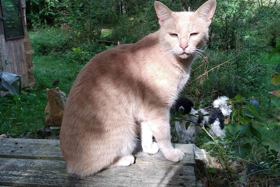 Alerta desaparecimento Gato cruzamento Macho , 5 anos Beaulieu-Sous-Parthenay France Alerta desaparecimento Gato cruzamento Macho , 5 anos Beaulieu-Sous-Parthenay France