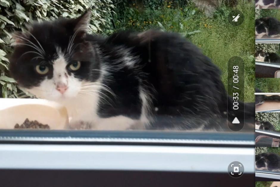 Alerta descoberta Gato Desconhecido Cahors France